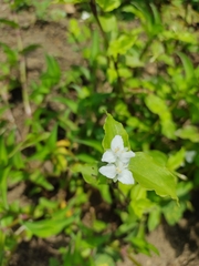 Commelinaceae