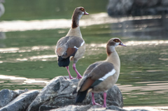 Alopochen aegyptiaca