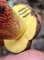 Boletus billieae