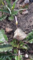 Oxalis commutata commutata