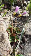 Oxalis commutata commutata