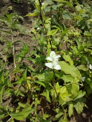 Commelinaceae