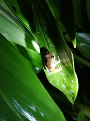 Pristimantis palmeri