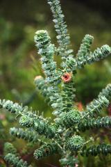 Cliffortia reniformis