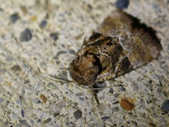 Meropleon diversicolor