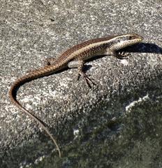 Trachylepis striata