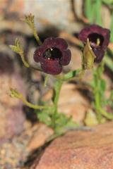 Nemesia bodkinii