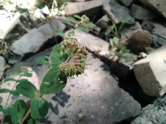 Euphorbia berteroana