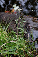 Eupatorium resinosum