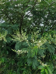 Fabaceae
