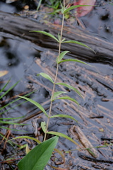 Eupatorium resinosum