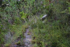 Thamnochortus cinereus
