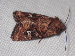 Lacinipolia stricta