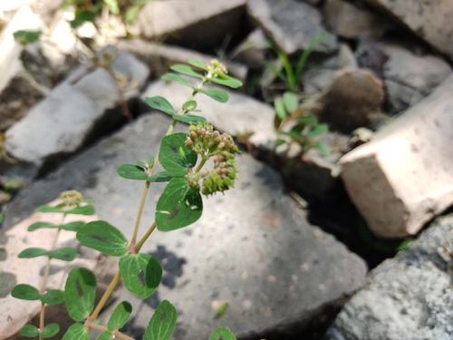 Image of Bertero's Sandmat (Euphorbia berteroana) by (c) monictoz, some rights reserved (CC BY)