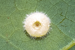 Neuroterus umbilicatus