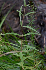 Eupatorium resinosum
