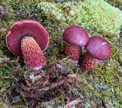 Exsudoporus frostii