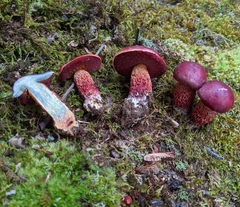 Exsudoporus frostii