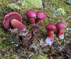 Exsudoporus frostii