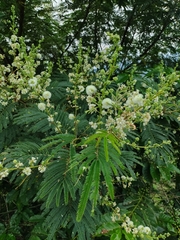 Fabaceae