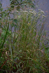 Eupatorium resinosum