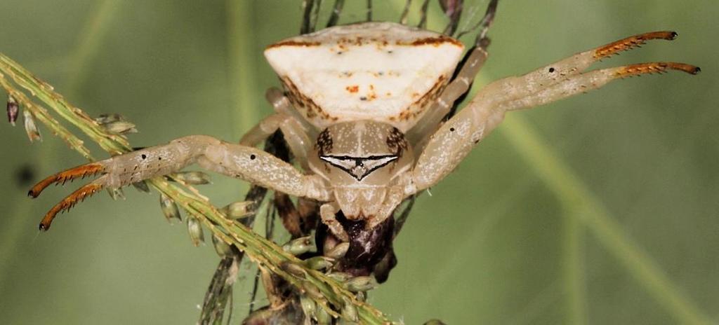 Thomisus blandus