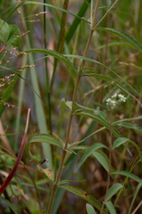 Eupatorium resinosum