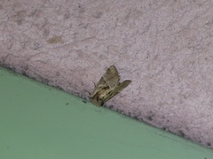 Meropleon diversicolor