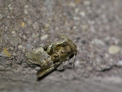 Meropleon diversicolor