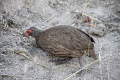 Pternistis swainsonii swainsonii