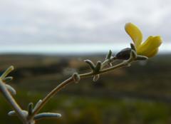 Aspalathus pedunculata