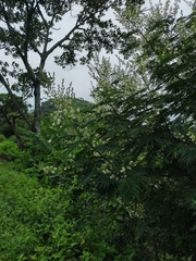 Fabaceae