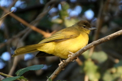 Chlorocichla flaviventris
