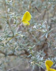 Aspalathus pedunculata