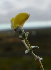 Aspalathus pedunculata