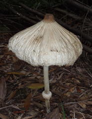 Macrolepiota zeyheri
