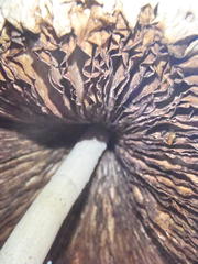 Macrolepiota zeyheri