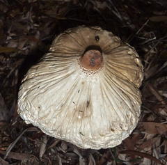 Macrolepiota zeyheri