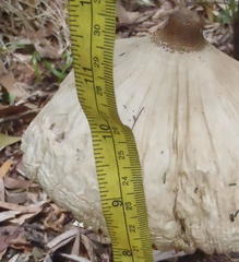 Macrolepiota zeyheri