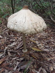 Macrolepiota zeyheri