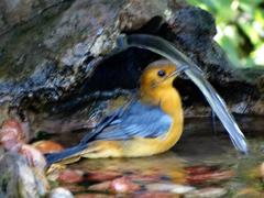 Cossypha natalensis natalensis