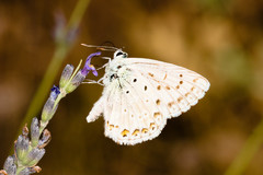 Polyommatus albicans