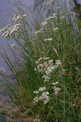 Eupatorium resinosum