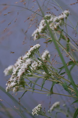 Eupatorium resinosum