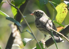 Pooecetes gramineus confinis