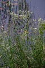 Eupatorium resinosum