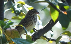 Pooecetes gramineus confinis