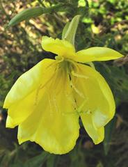 Oenothera stricta stricta