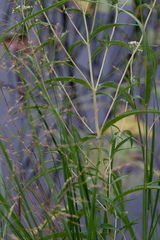 Eupatorium resinosum