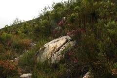 Erica daphniflora daphniflora